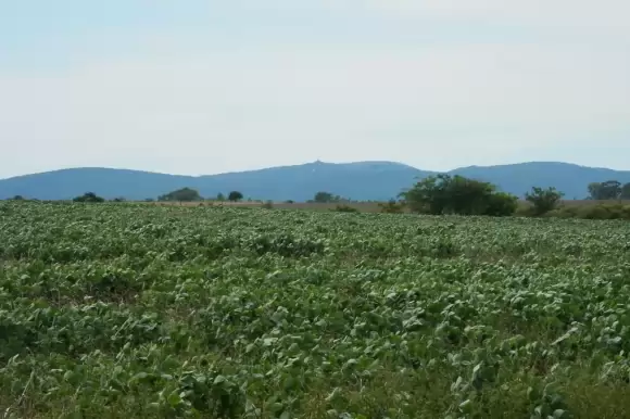 Portada campos #104 - Lavalleja