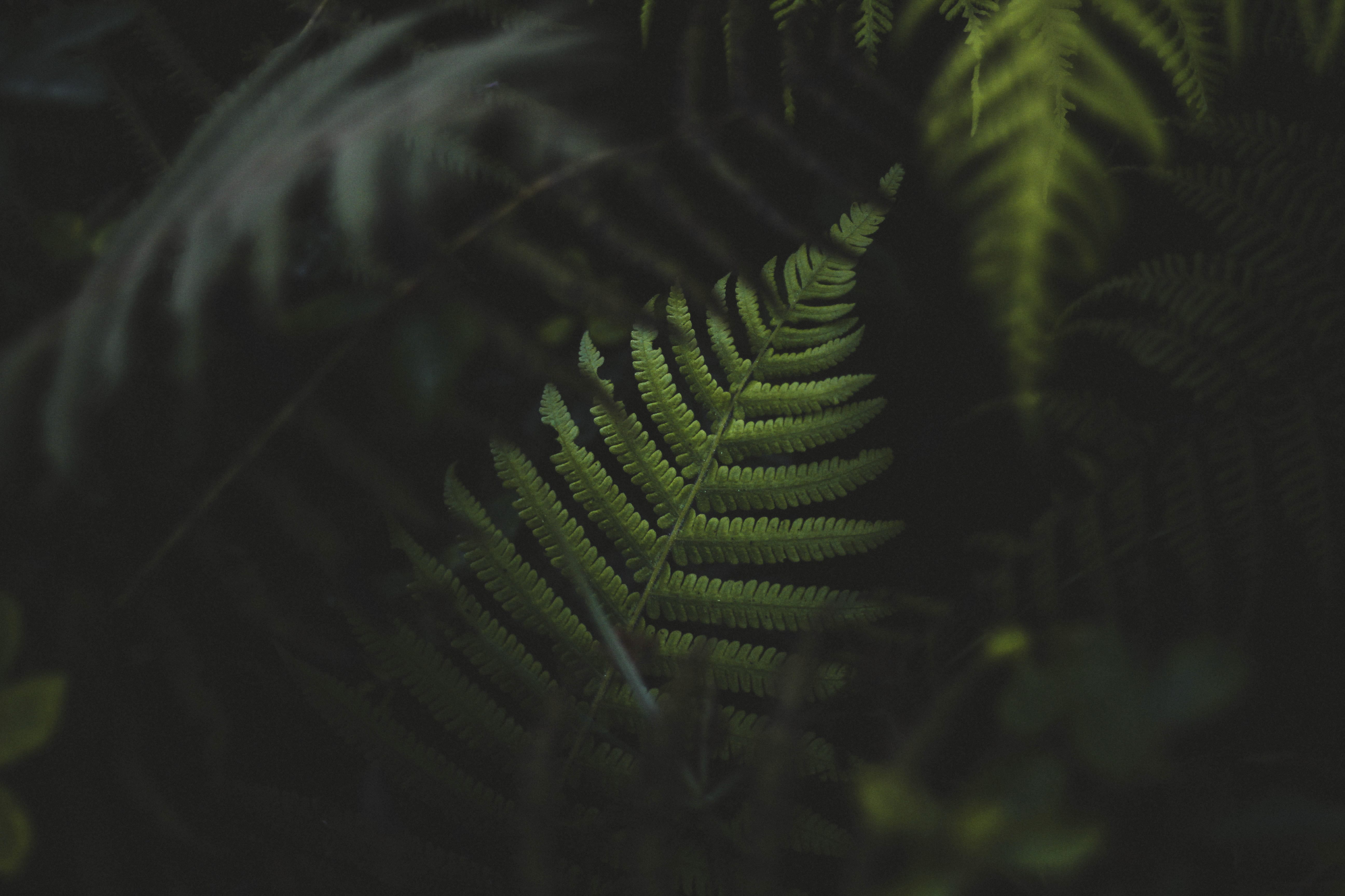Bosque costero