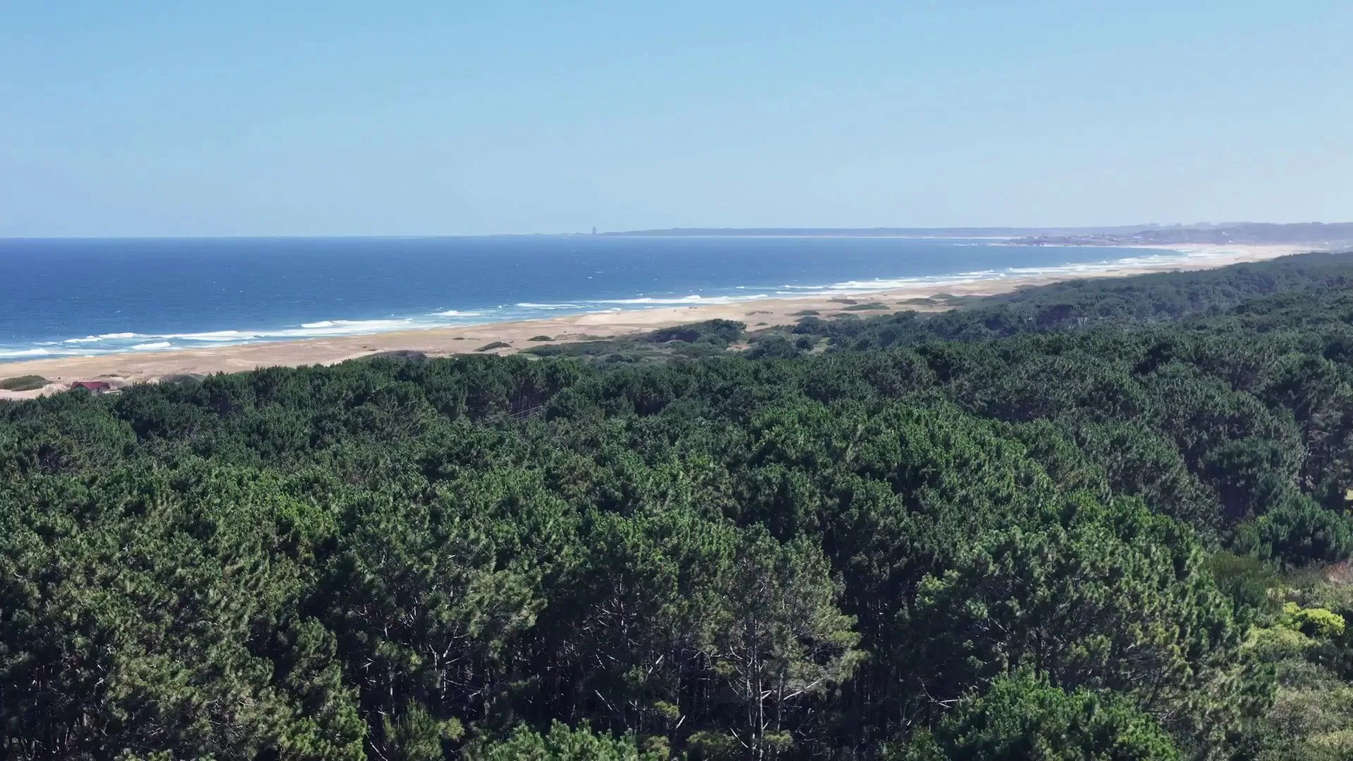 San Antonio de La Pedrera: un bosque frente al mar en Rocha