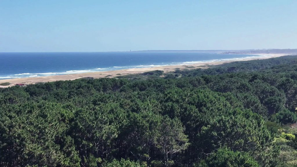 San Antonio de La Pedrera: un bosque frente al mar en Rocha